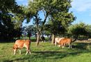 Kühe unter Birnbäumen  von Lila