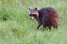 Waschbär nach einer verregneten Nacht de gudrunneuser