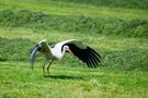 Storch 3 von Otto de Zoete