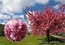 Japanische Kirschblüten, Hanami von Tine Graewer 