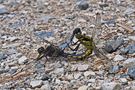 Großer Blaupfeil (Orthetrum cancellatum) by tiedau-fotos