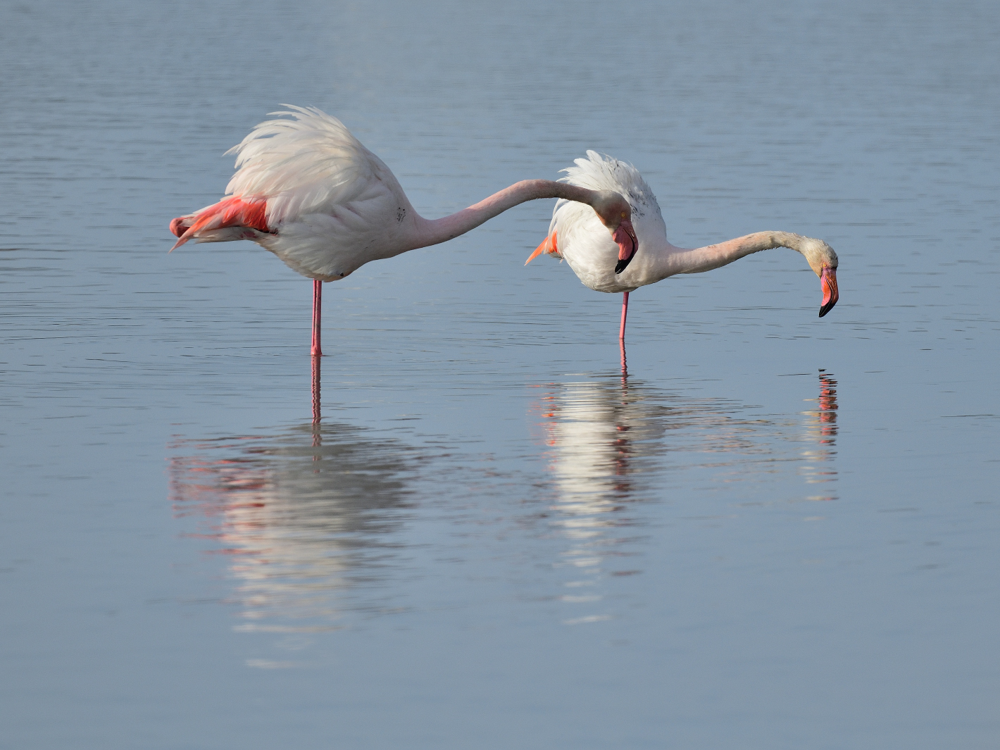 2_Flamingo-Yoga