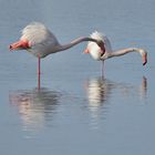 2_Flamingo-Yoga