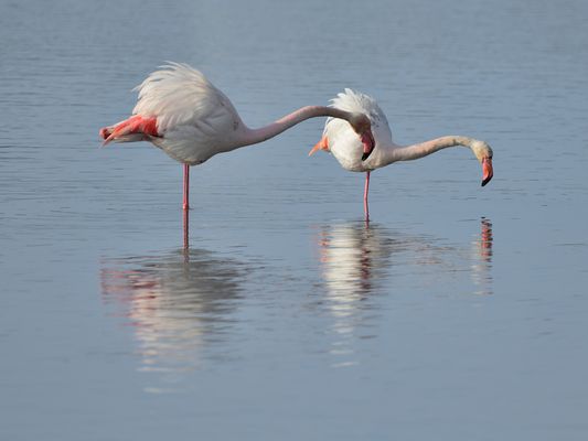 2_Flamingo-Yoga