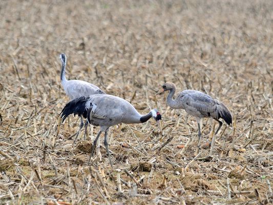 2_Großes Glück, mucha suerte, I was very lucky,