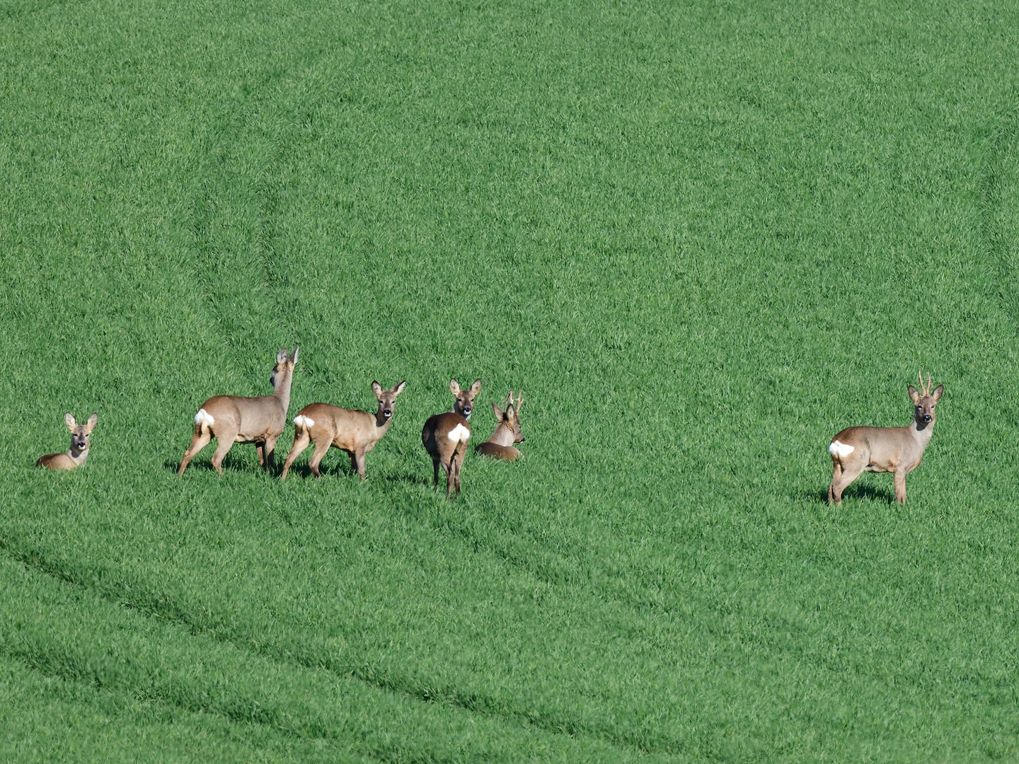 2_Großes Wildlifekino