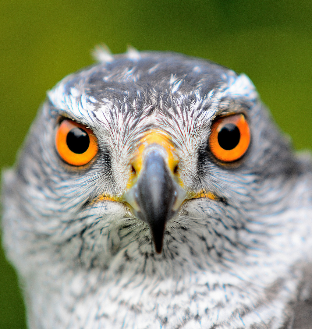 2_Habicht Porträt, hawk portrait, retrato de halcón