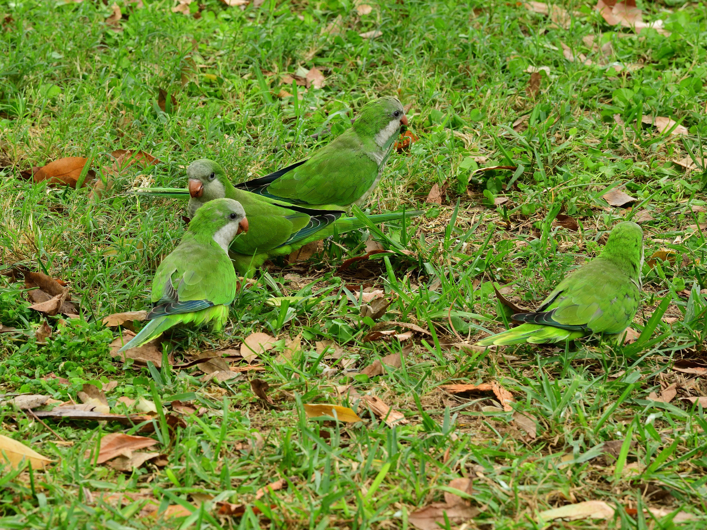 2_Ich sehe nur grün! I only see green! ¡Solo veo verde!