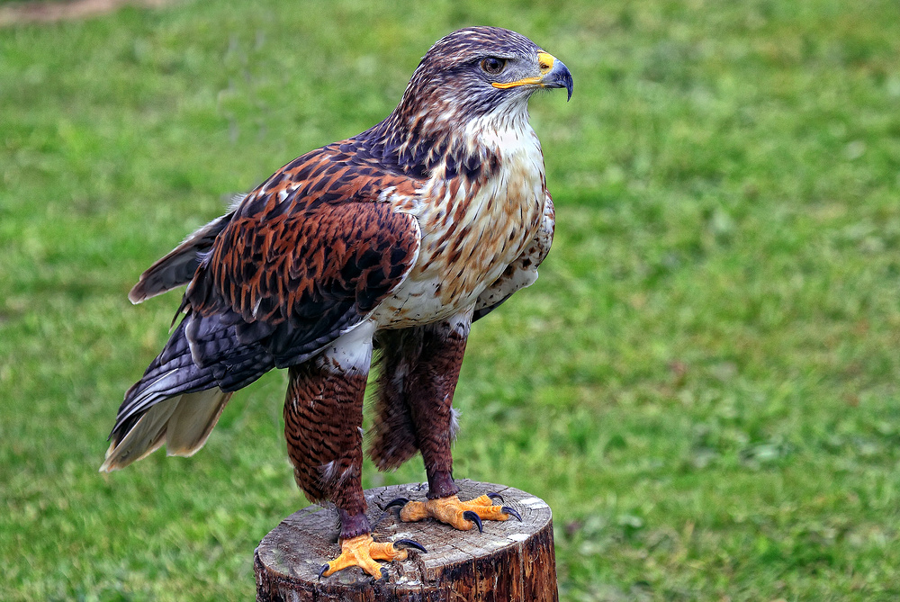 (2)Königsrauhfuß-Bussard...