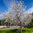 2.Mallorca Mandelblüte 2015