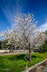 2.Mallorca Mandelblüte 2015