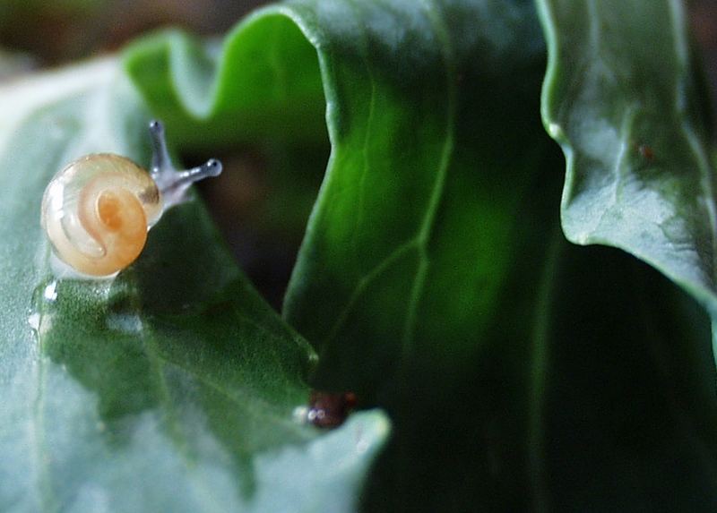 ~ 2mm auf Grün ~