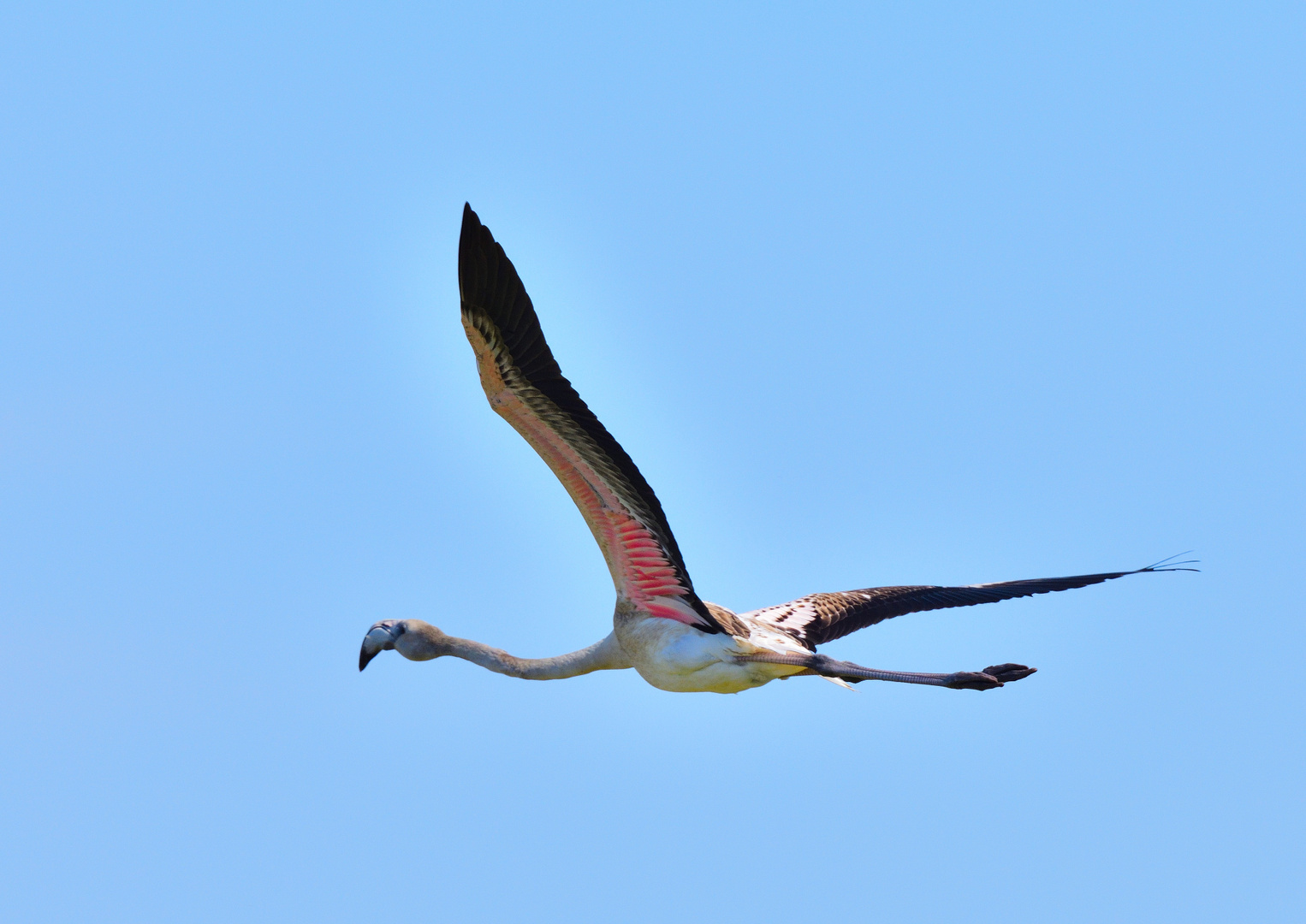 2_Rosaflamingo (Phoenicopterus roseus), greater flamingo, Flamenco común 