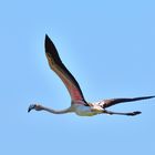 2_Rosaflamingo (Phoenicopterus roseus), greater flamingo, Flamenco común 