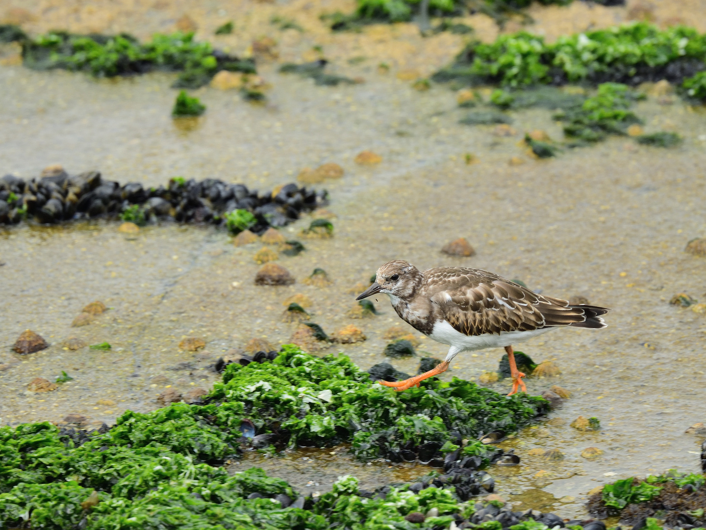 2_Steinwälzer, (Arenaria interpres), Ruddy turnstone, Vuelvepiedras común