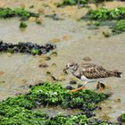 2_Steinwälzer, (Arenaria interpres), Ruddy turnstone, Vuelvepiedras común