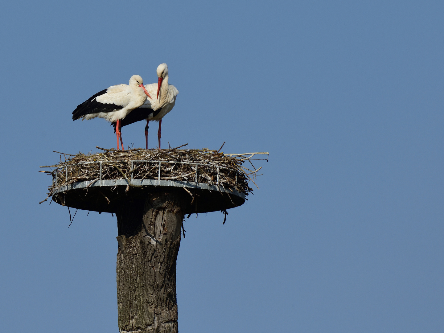 2_Storchenliebe, stork love, amor de cigueña