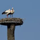 2_Storchenliebe, stork love, amor de cigueña