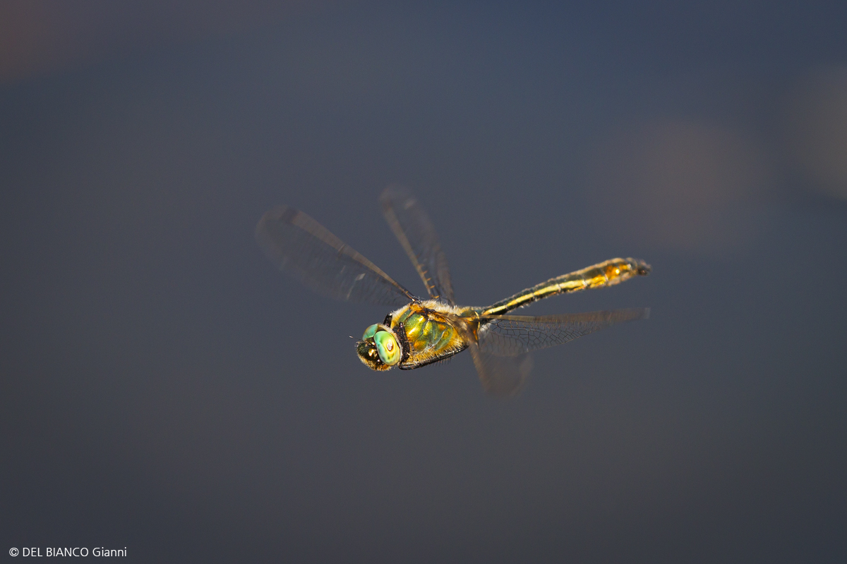 2te Libelle im Flug