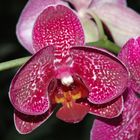 2te Phalaenopsis