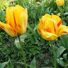 2Tulpen