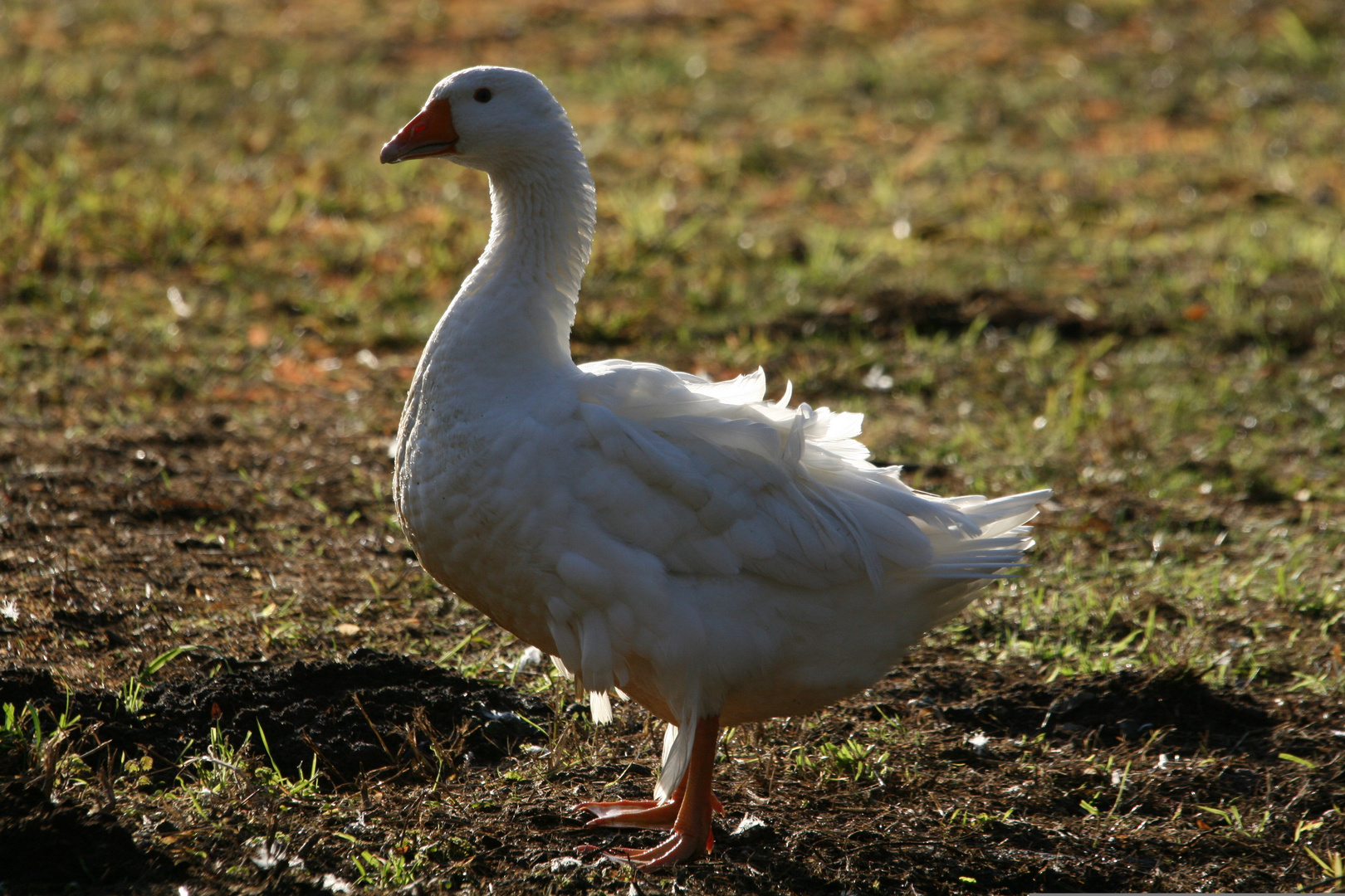 2.Unsere Wilden Hausgänse