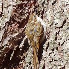 2_Waldbaumläufer juv. (Certhia familiaris), Eurasian treecreeper, Agateador norteño