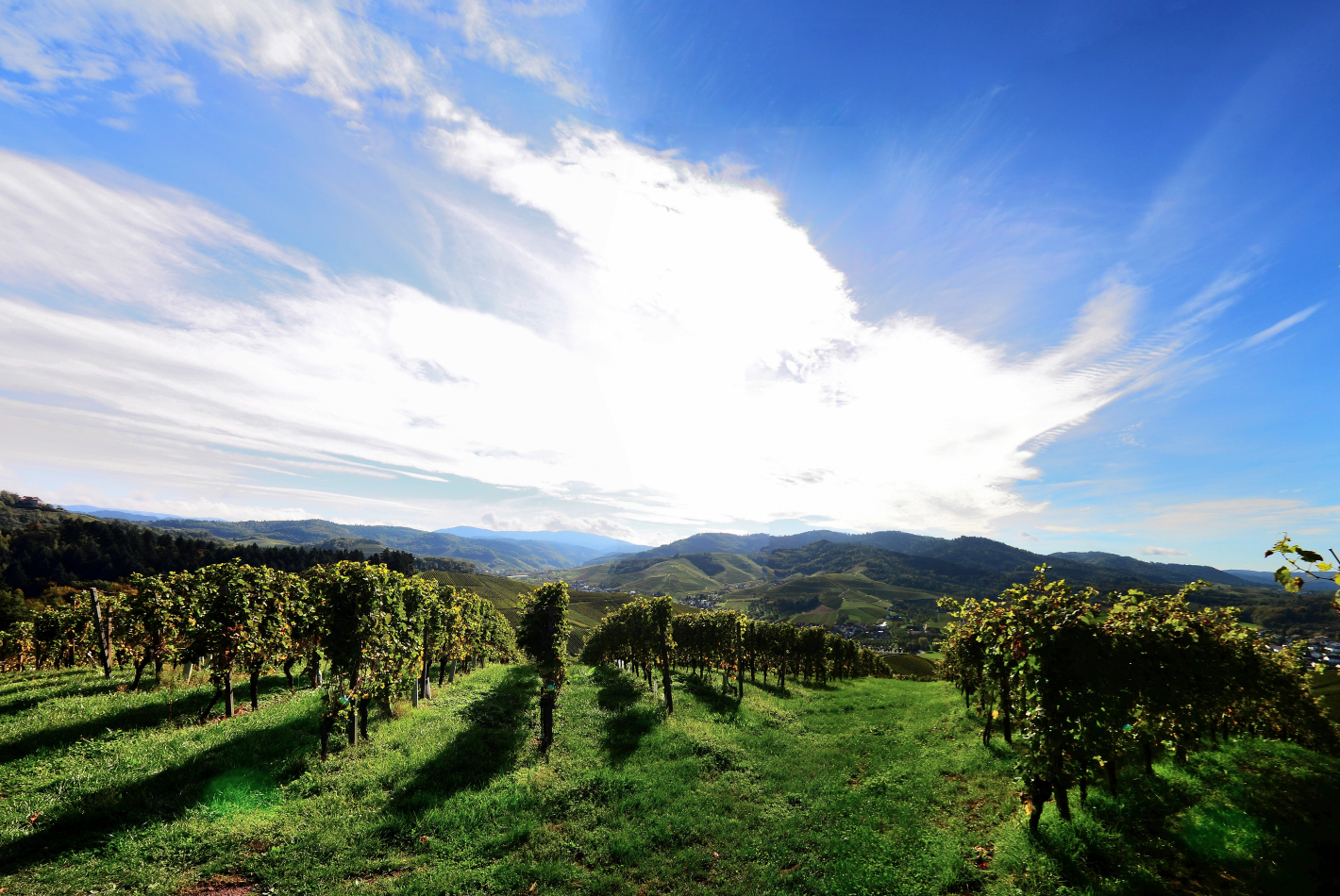 2_Weinberge, Vineyards, Pico del Vino