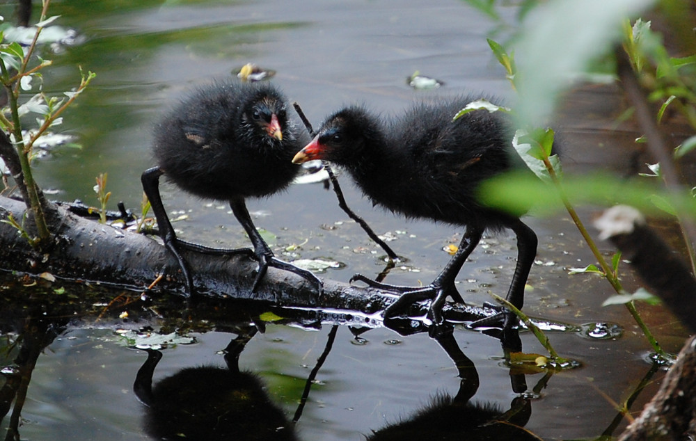 2wochenteichhuhn