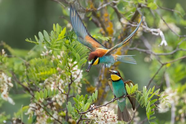 2x Bienen mit dem Fresser