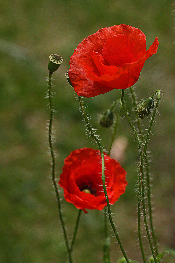 2x Mohn