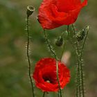 2x Mohn