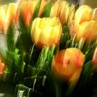 2x Tulpen in der Vase
