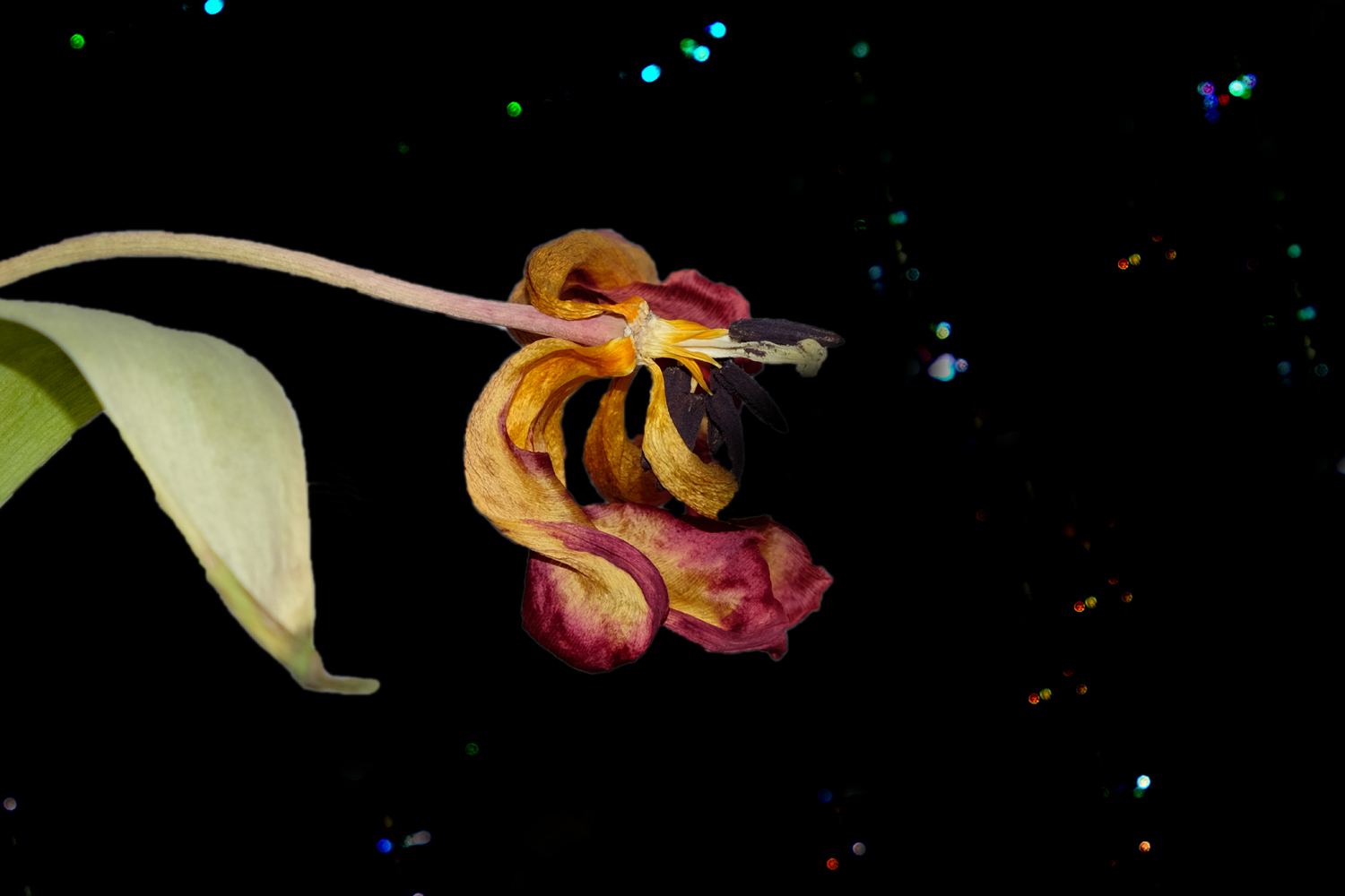 2x Tulpen in der Vase