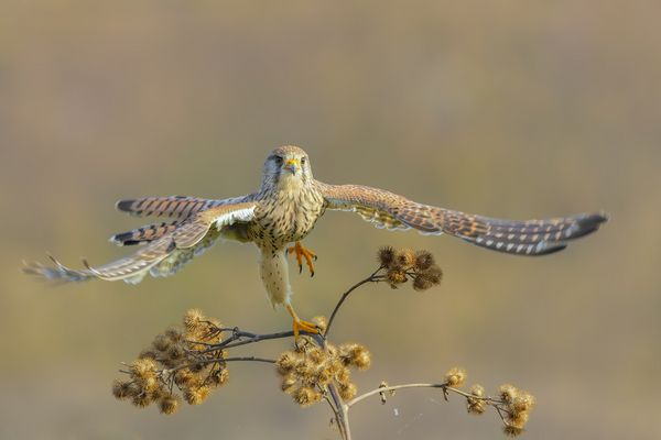 3... 2... 1... Start 