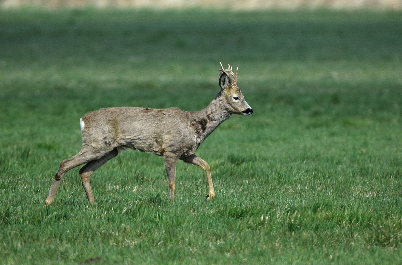 3-4 jähriger Rehbock