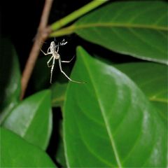 3 - 4 mm lange Spinne - ich denke, es ist eine Baldachinspinne der Gattung (Micro-?) Linyphia