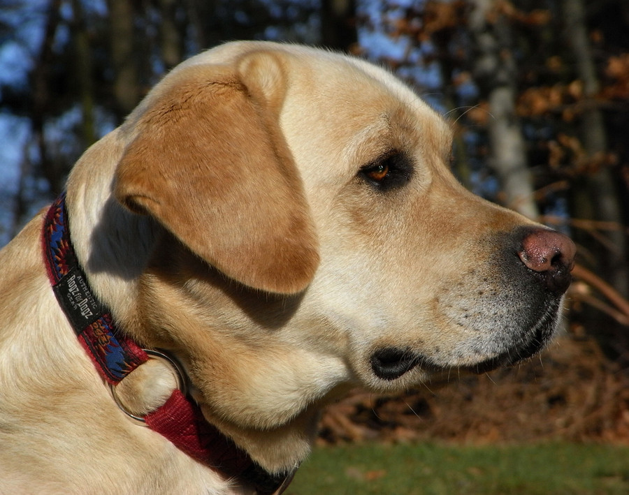 Flirten tiere