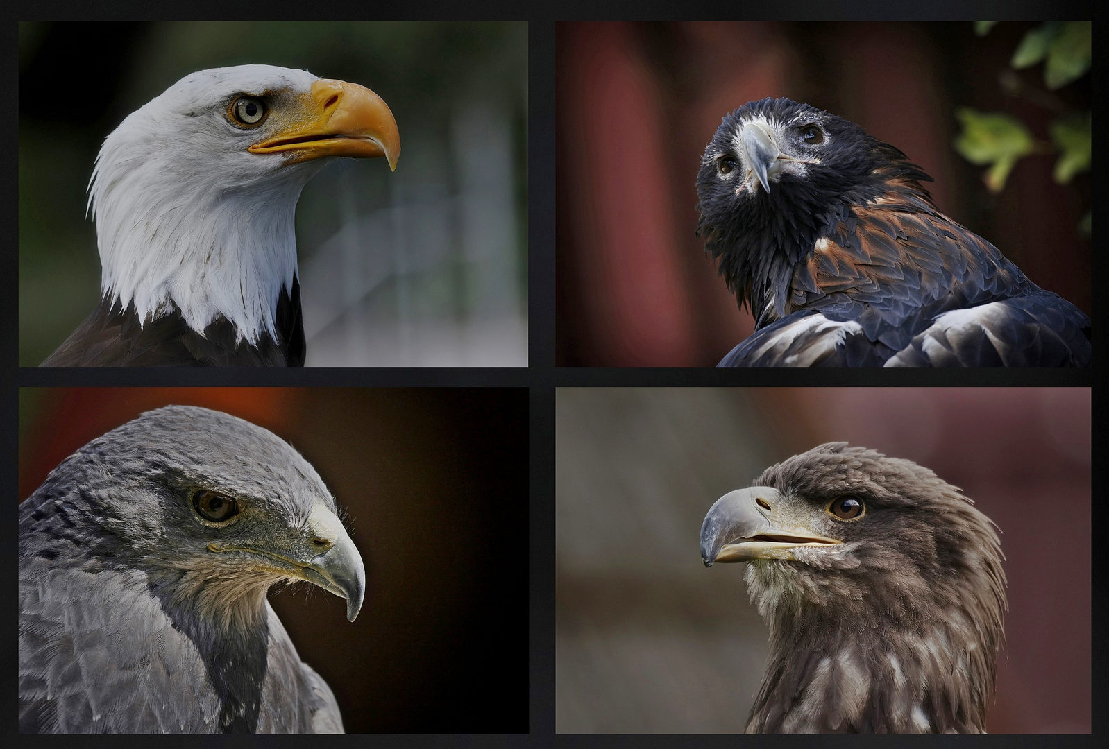 3 Adler und ein Bussard