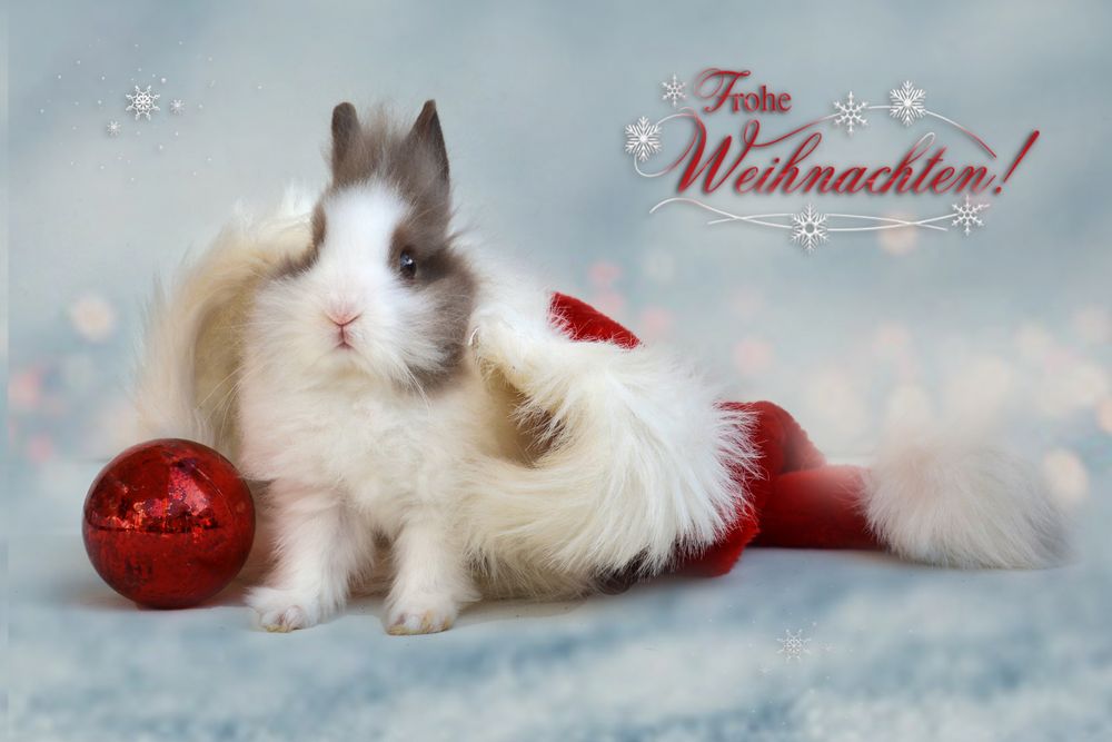 3 Advent Foto Bild weihnachten hase karte Bilder
