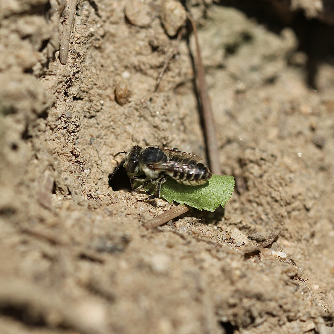 (3) Alte Bekannte: Megachile pilidens und Coelioxys afra