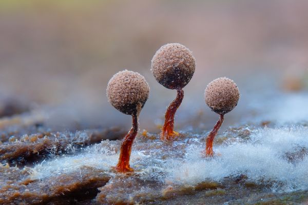 3 alternde Musketiere