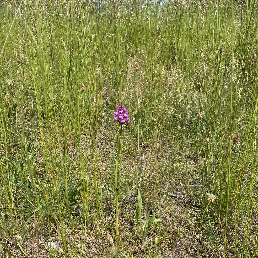  (3) ANACAMPTIS PYRAMIDALIS - die PYRAMIDENORCHIS oder PYRAMIDEN-HUNDSWURZ