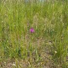  (3) ANACAMPTIS PYRAMIDALIS - die PYRAMIDENORCHIS oder PYRAMIDEN-HUNDSWURZ