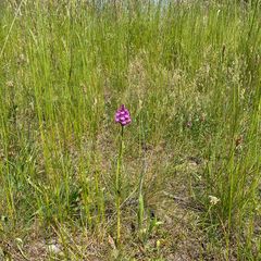  (3) ANACAMPTIS PYRAMIDALIS - die PYRAMIDENORCHIS oder PYRAMIDEN-HUNDSWURZ