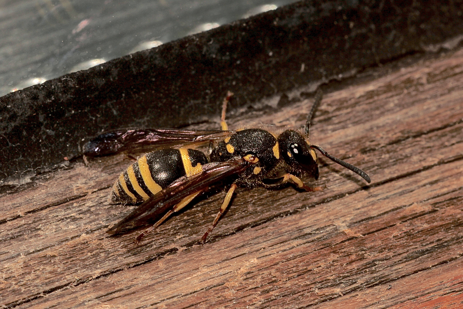 (3) Ancistrocerus nigricornis und Chrysis ignita - Lehmwespe mit Goldwespen-Parasit