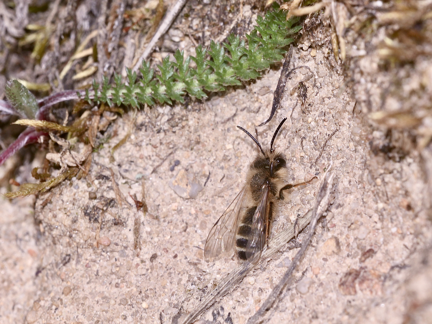 (3) Andrena flavipes, die Gemeine Erdbiene