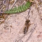 (3) Andrena flavipes, die Gemeine Erdbiene