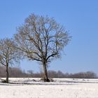 3 ARBRES 