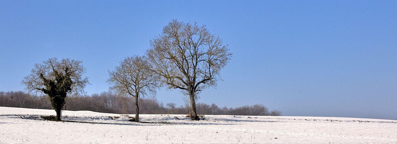 3 ARBRES 